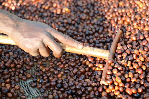 Filter Coffee - Syoum Family - Anaerobic Honey