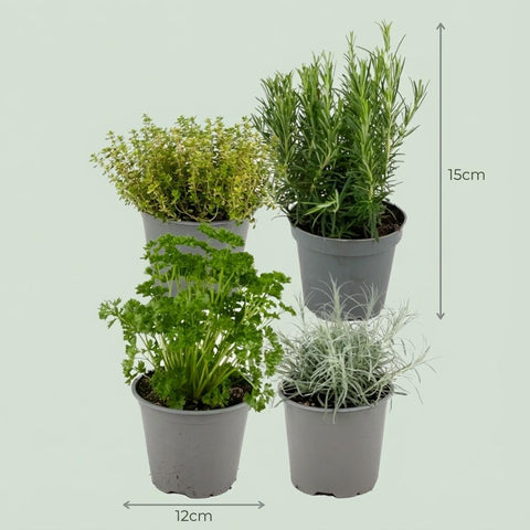 Kräutermischung – 8 Kräuterpflanzen – Ø12cm – Höhe 12–15cm – Küchenkräuter Mix mit Basilikum Oregano Thymian Rosmarin – Für Küche Balkon & Garten